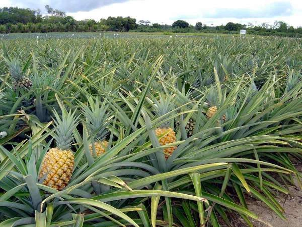 Boas Pr�ticas na Irriga��o fazem o Sucesso na Agricultura Brasileira
