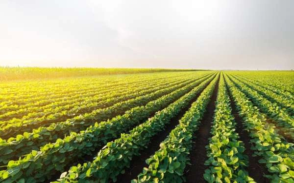 Bomba Draga para a agroind�stria, conhe�a as principais aplica��es!